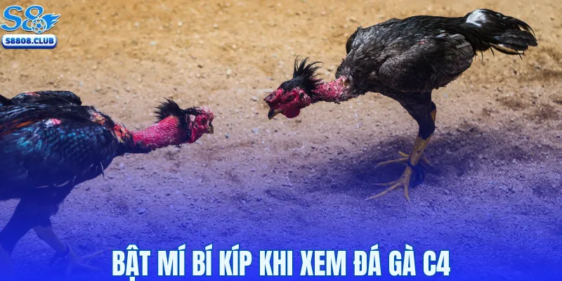 Bật mí bí kíp khi xem đá gà C4