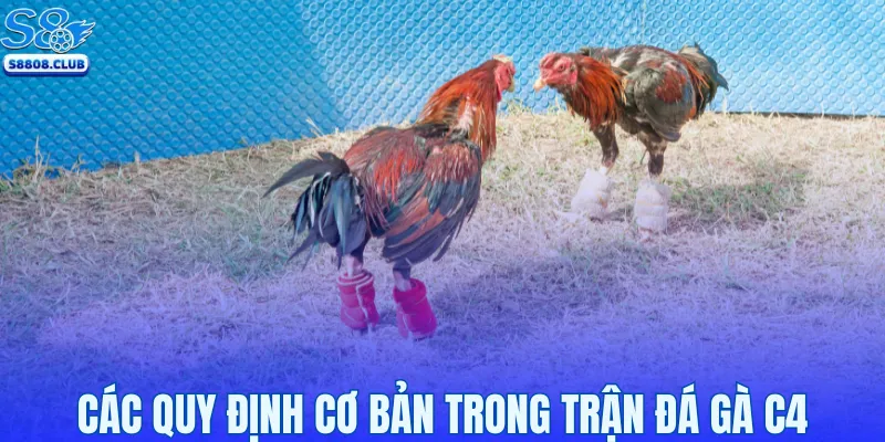 Các quy định cơ bản trong trận đá gà C4