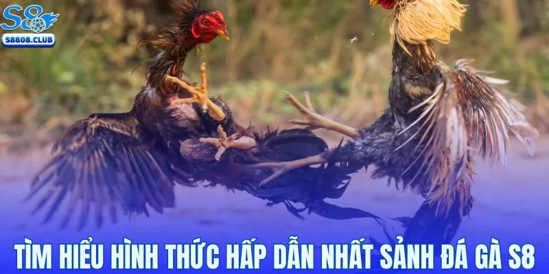 Tìm hiểu hình thức hấp dẫn nhất sảnh đá gà S8