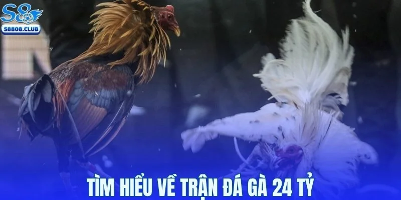 Tìm hiểu về trận đá gà 24 tỷ