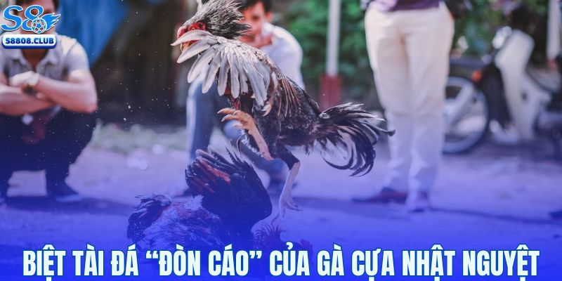 Biệt tài đá đòn cáo siêu hiểm độc của gà nhật nguyệt