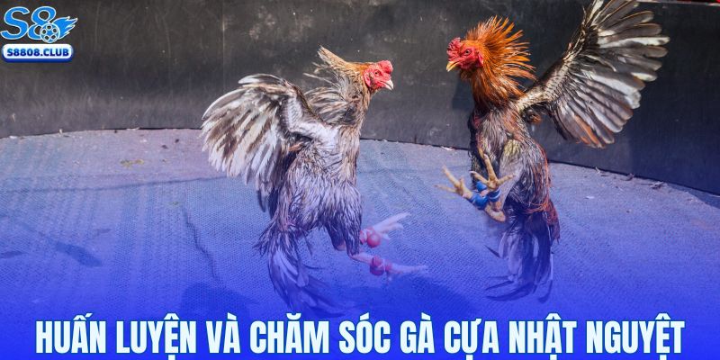 Chế độ nuôi dưỡng và huấn luyện siêu khắt khe