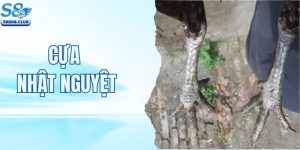 Cựa Nhật Nguyệt - Dị Tướng Linh Kê Thắng Siêu Nhanh