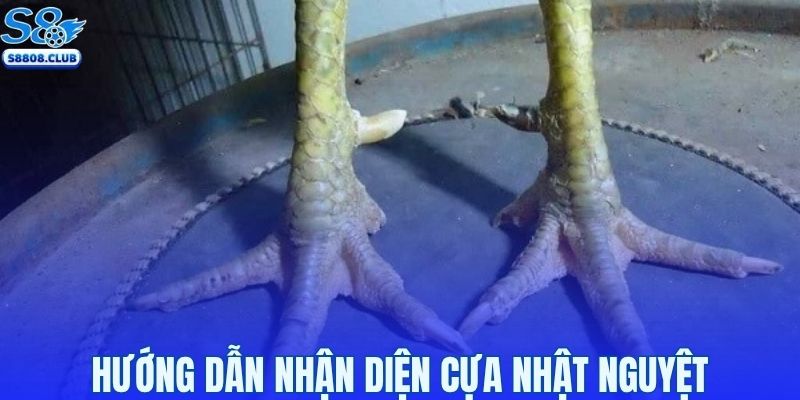 Nhận diện giống gà cựa nhật nguyệt